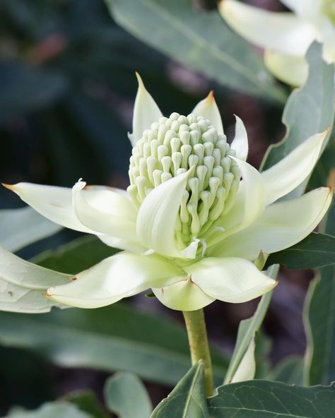 Meet the Telopea Shady Lady White, a vision of elegance with its creamy white flowers and intricate petals. This Waratah brings a soft yet stunning touch to any garden! 🤍🌿 . . . . #ShadyLadyWhite #Waratah #GardenElegance #protea #telopea #waratah #leucadendron #proteaflora #flowerstagram #flowersofinstagram #proteaflowers #proteaceae #gardening #plant #flowerstagram #gardenlife #gardenaustralia #proteaflower #nativeflowers #australiangardens #landscapedesign #flowersofinstagram #gardenersofa... Waratah Flower, Protea Flower, Drawing Flowers, Shady Lady, Creamy White, Flower Drawing, Landscape Design, White Flowers, Nativity