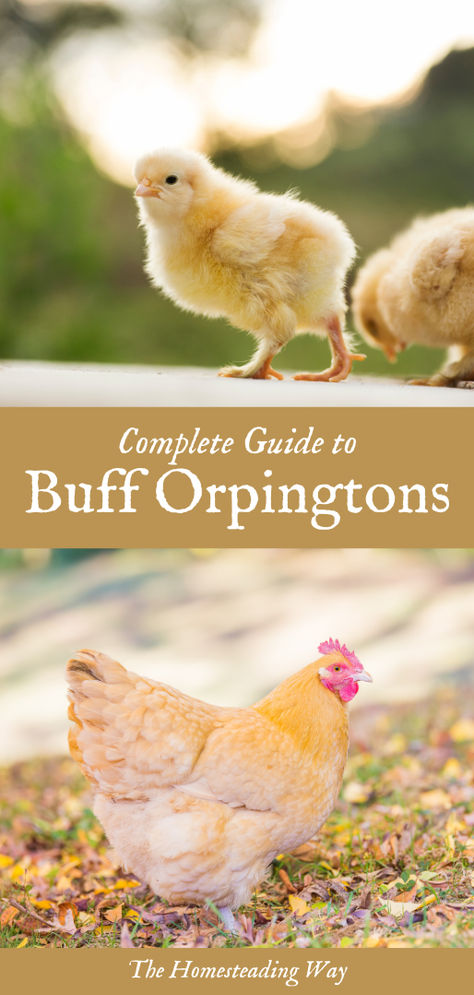 Complete Guide to Buff Orpington Chickens Buff Orpington Chickens Eggs, Buff Orpingtons, Buff Orpington Hen, Orpington Chickens, Buff Orpington Chickens, Easter Egger Chicken, Chickens Backyard Breeds, Baby Chicks Raising, Laying Chickens