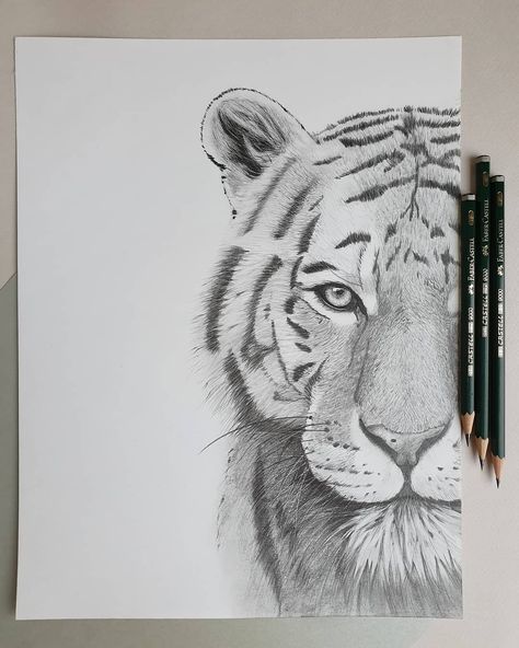 Tiger Art Drawing, Easy Pencil Drawings, Easy Disney Drawings, Tiger Drawing, Pencil Drawings Of Animals, Pencil Sketch Drawing, Animal Drawings Sketches, Drawing Eyes, Pencil Drawings Easy