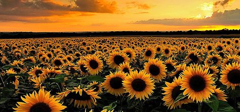 Sunflower big picture background material Banner Pictures Backgrounds, Sunflower Twitter Header, Sunflower Cover Photo, Sunflower Facebook Cover, Orange Cover Photo, Yellow Cover Photo, Sunflower Header, Summer Cover Photos, Fall Facebook Cover Photos