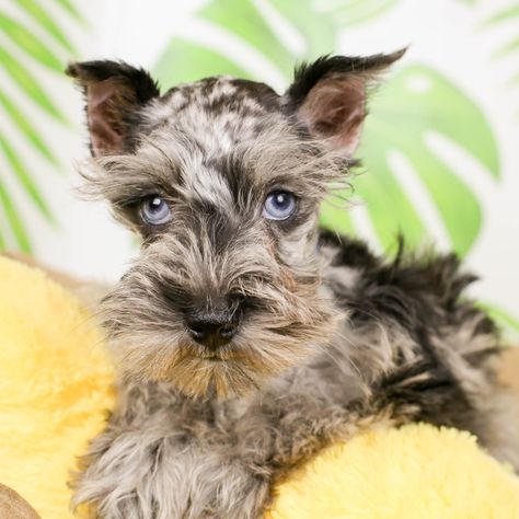 Merle Schnauzer Puppy, Merle Schnauzer, Schnauzer Grooming, Mini Schnauzer Puppies, N Love, Schnauzer Puppies, Miniature Schnauzer Puppies, Miniature Schnauzers, Dog Grooming Business