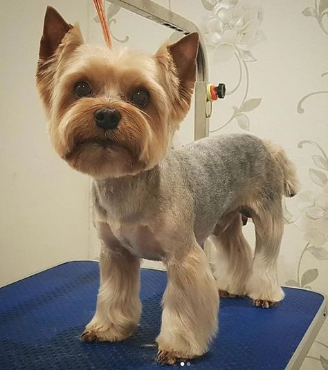 Yorkie Puppy Haircuts, Yorkie Puppy Cut, Yorkie Hair, Yorkshire Terrier Grooming, Yorkie Cuts, Yorkie Hairstyles, Puppy Haircut, Yorkie Haircuts, Yorkshire Terrier Teacup