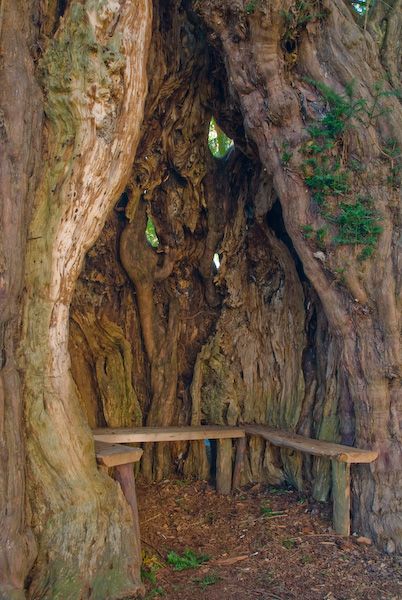 Bench with(in) Yew. Mmm. u. ah. Yew tree, Much Marcle church, Herefordshire Ancient Yew Tree, St Bartholomew, Yew Tree, Ancient Tree, Unique Trees, Hereford, Big Tree, Sacred Places, Places Of Interest