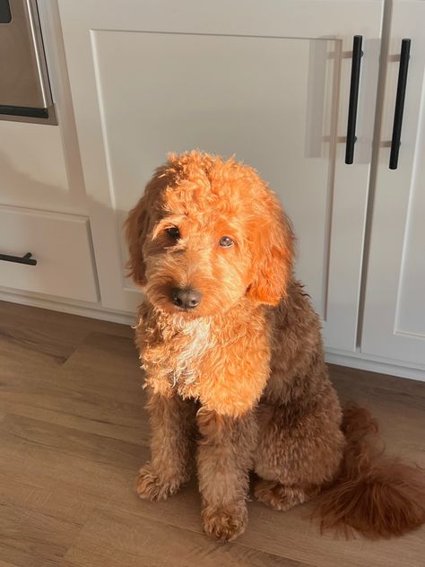 Groodle Full Grown, Goldendoodle Aesthetic, Mini Goldendoodle Full Grown, Brown Labradoodle, Medium Goldendoodle, Mini Golden Doodle, Golden Doodle Puppy, Goldendoodle Grooming, Golden Doodle Dog