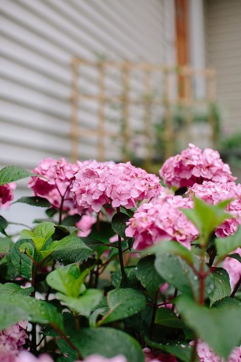 How to Prune Hydrangeas for Fall Winterizing Plants, Hydrangea Aesthetic, Hydrangea Plant Care, Prune Hydrangeas, Beautiful Raised Garden Beds, Meadow Sage, Pruning Hydrangeas, Deer Repellant, Hydrangea Landscaping