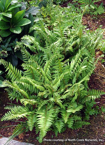 10 Best Shade Plants: Looking for shade plants that can make your not-so-sunny garden look great? These are some of the best! Polystichum Acrostichoides, Wildlife Garden Design, Part Shade Flowers, Hardscape Backyard, Best Plants For Shade, Christmas Fern, Shade Landscaping, Shade Garden Design, Plants Uk