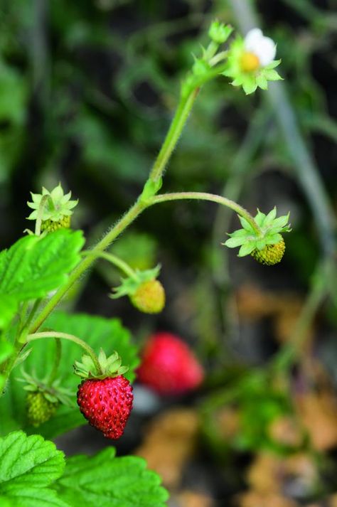 Grow the Delicious Foods You Never Find in Shops Alpine Strawberry, Alpine Strawberries, Growing Strawberries, Growing Potatoes, Strawberry Plants, Beautiful Fruits, Greenhouse Gardening, Hardy Perennials, Life Is Too Short