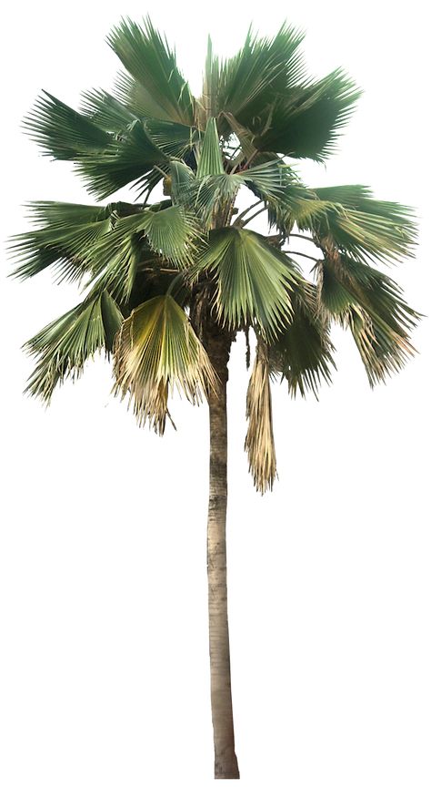 Tree Plan Png, Tree Psd, Plant Png, 2560x1440 Wallpaper, Tree Plan, Palm Tree Art, Photoshop Resources, Fan Palm, Landscape Elements