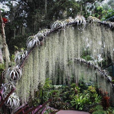 Bromeliad Garden, Tillandsia Display, Moss Hanging, Tillandsia Usneoides, Taman Air, Singapore Botanic Gardens, Air Plant Display, Tillandsia Air Plant, Spanish Moss