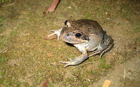 Mountain Chicken, Spadefoot Toad, Frog Facts, The Caribbean Islands, University Of Rhode Island, Detroit Zoo, Curious Creatures, Endangered Animals, National Treasure