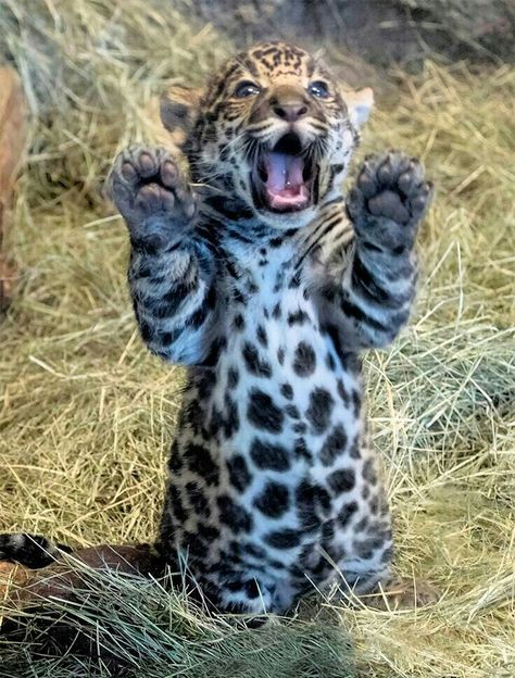 ... Baby Jaguar, Exotic Cats, Baby Animals Pictures, Majestic Animals, Animal Pics, Cheetahs, Cute Wild Animals, Hyena, Wildlife Animals