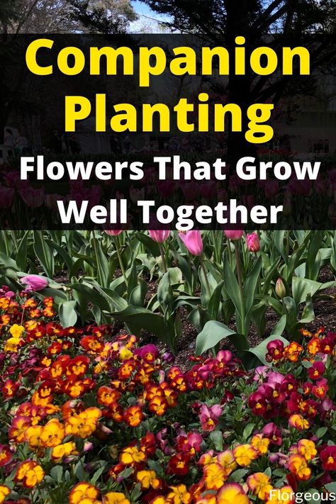 Companion Planting: Flowers That Grow Well Together Poppy Companion Plants, Companion Planting Chart Flowers, Zinnia Companion Plants, Flowers To Plant Together, Petunias Flower Bed Front Yards, Flower Companion Planting, Petunia Flower Bed, Companion Planting Flowers, Companion Flowers