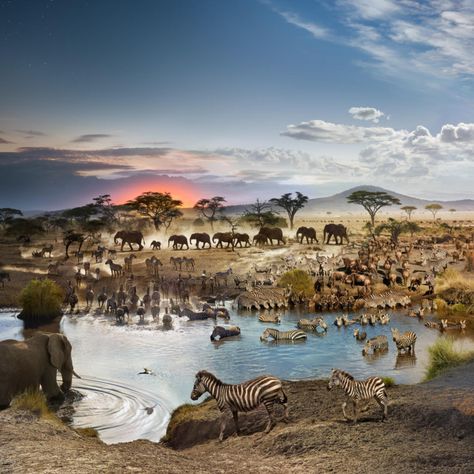 This Photo Was Shot Over 26 Hours at an African Watering Hole | PetaPixel National Geographic Archives, Time Lapse Photography, Serengeti National Park, Watering Hole, Photography Day, Rockefeller Center, Fukushima, Stonehenge, Day To Night