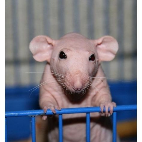 Hairless Animals, Hairless Rat, Mole Rat, Cute Rats, Pink Animals, Pet Rats, Cool Instagram Pictures, Silly Animals, Cute Creatures