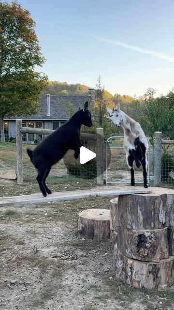 Brooke Giannetti on Instagram: "Goat school….

Our five little Nigerians are getting settled to life @patinameadow!
These sweet babies will become part of our brush clearance crew so it’s important to be able to lead them to different areas on the farm in the morning and back to the barn at night.
With that in mind, I’m training them to follow me when I chime the triangle. 
Of course, with baby goats, training is always interrupted with playtime and a few shenanigans!
xx
Brooke
• @stevegiannetti @patinameadow @patinahomeandgarden 
• #patinaliving #nigeriandwarfgoats #babygoats #farmanimals #cutefarmanimals #farmlife #farmliving #countrylife #countryliving #thompsonsstationtn #leipersfork" Goats On Farm, Goats Playground Ideas, Baby Goats Video, Goat Playground, Brooke Giannetti, Mini Goats, Goat Barn, Pygmy Goat, Farms Living