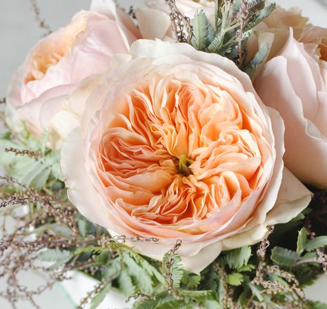 Garden Rose Wedding, Juliet Garden Rose, Juliet Rose, Wholesale Flowers Wedding, Austin Rose, Rose Varieties, Shades Of Peach, David Austin Roses, Growing Roses