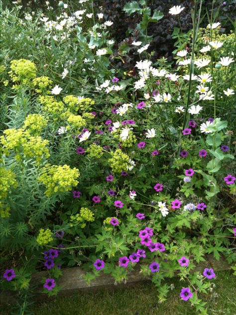 Geranium Ann Folkard, Euphorbia Plant, Pink Geranium, Garden Nook, Cottage Garden Design, Summer Plants, Cut Flower Garden, Natural Garden, Plant Combinations