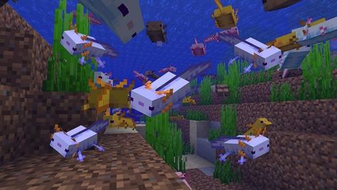 Blue Axolotl, Axolotl Tank, Minecraft Images, Animal Guides, Appaloosa Horses, Minecraft 1, Rare Breed, Dark Matter, Minecraft Houses