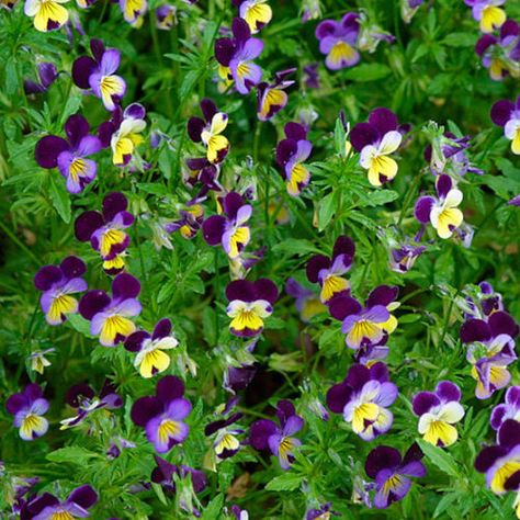 Viola Tricolor, Johnny Jump Up, Edible Landscape, Viola Flower, Flower Pot Design, Purple Pansy, Shade Flowers, Sweet Violets, Nature's Bounty