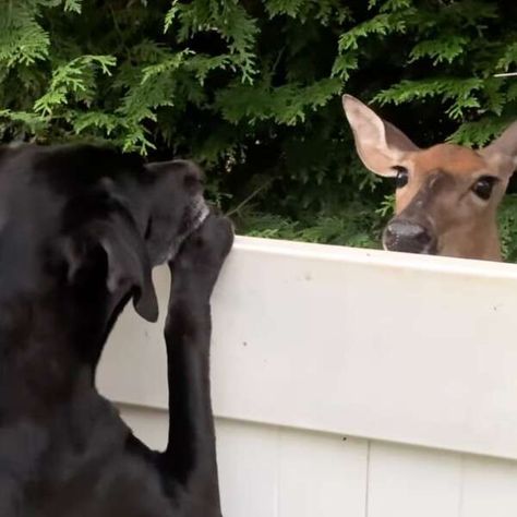 A Deer, Bird Feeder, Wild Hearts, Wildlife Photography, Bird Feeders, To Meet, Animals Wild, Best Friend, Fence