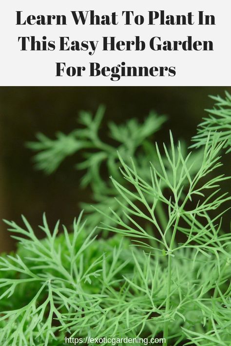 Knowing what to plant makes creating an easy herb garden for beginners to tend much more enjoyable. Try these eight herbs. #easyherbgardenforbeginners #herbgardenideas #herbgardenoutdoor #herbgardenideasoutdoor Dill Plant Care, Herb Garden For Beginners, Easy Herb Garden, Gardeners Journal, Growing Dill, Grow Dill, Dill Plant, How To Grow Dill, Garden For Beginners