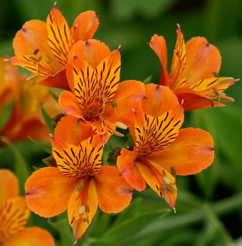 Lilium Flower, Peruvian Lily, Lily Seeds, Peruvian Lilies, Lily Bulbs, Plumeria Flowers, Flowers Photography Wallpaper, Lily Plants, Home Garden Plants