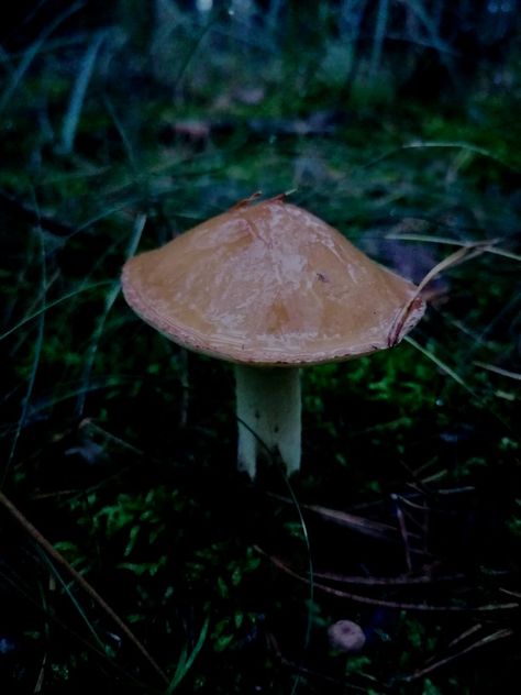 #mushrooms #mushroom #mushroomvibe #mushroomaesthetic #aesthetic #mushrroomcore #goblincore #goblincoreaesthetic #fairygunge #darkacademia Rory Aesthetic, Goblin Core Aesthetic, Mushroom Aesthetic, Mushroom Core, Nature Aesthetics, Goblin Core, Cute Stories, Stuffed Mushrooms, It Cast