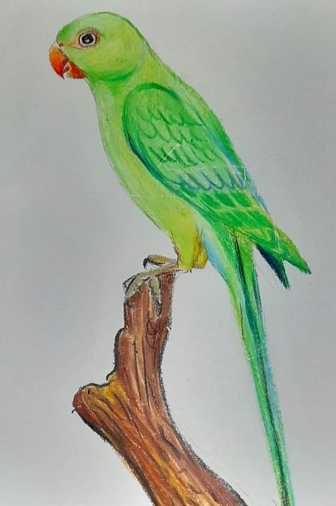 Colored Pencil Artwork Ideas, Bird Pencil Drawing, Scenery Drawing For Kids, Drawing Birds, Parrot Drawing, Buddhist Art Drawing, Oil Pastels Painting, Kalamkari Painting, Bff Drawings