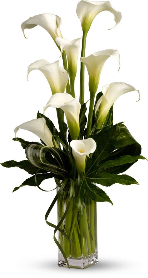 Notice leaves. My Fair Lady maybe for food table in large cylinder vase White Calla Lilies, Tall Floral Arrangements, Gubahan Bunga, Tafel Decor, Church Flowers, Modern Flower Arrangements, Decor Flowers, Vase Arrangements, Fair Lady