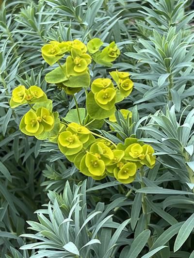 This choice Euphorbia hybrid between nicaeensis and seguieriana ssp Digging Dogs, Gardening Beds, Shade Loving Perennials, Dog Nursery, Woodland Garden, Foliage Plants, Ornamental Grasses, Plant Nursery, Mail Order