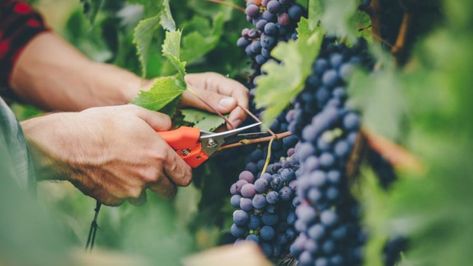 Growing Wine Grapes, Grapes Benefits, Grape Tree, Grape Plant, Growing Grapes, Grape Seed Extract, Clay Soil, Green Grapes, Red Grapes