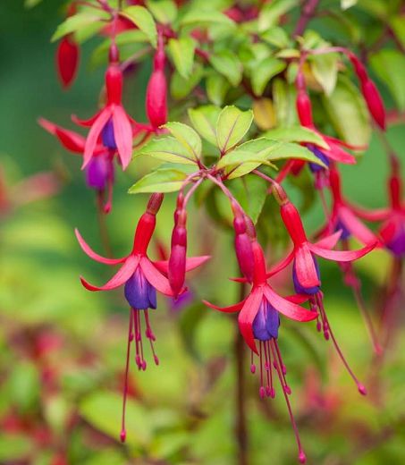 Lily Turf, Fuchsia Plant, Pink Sunflowers, Fuchsia Flower, Fragrant Garden, Fuchsia Flowers, Hummingbird Garden, Planting Shrubs, Red Petals