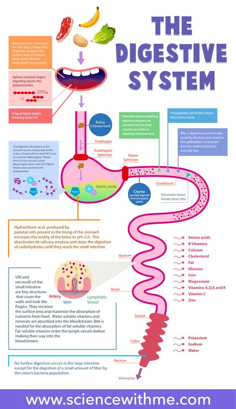 Digestive System for Kids | Nutrition for kids Digestive System For Kids, Sistem Pencernaan, Kid Science, Food For Digestion, Medical Student Study, Biology Lessons, Nursing School Notes, Medical School Studying, Science Notes