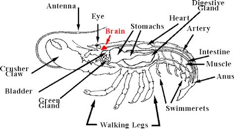 Lobster anatomy: The brain is smaller than the stomach(s) and heart! #JoesCrabShack Shark Brain And Uterus, Lobster Anatomy, Crab Anatomy, Lobster Animal, Lobster In The Sea, Joe Crab Shack, Montessori Language, Gagosian Gallery, Crab Shack