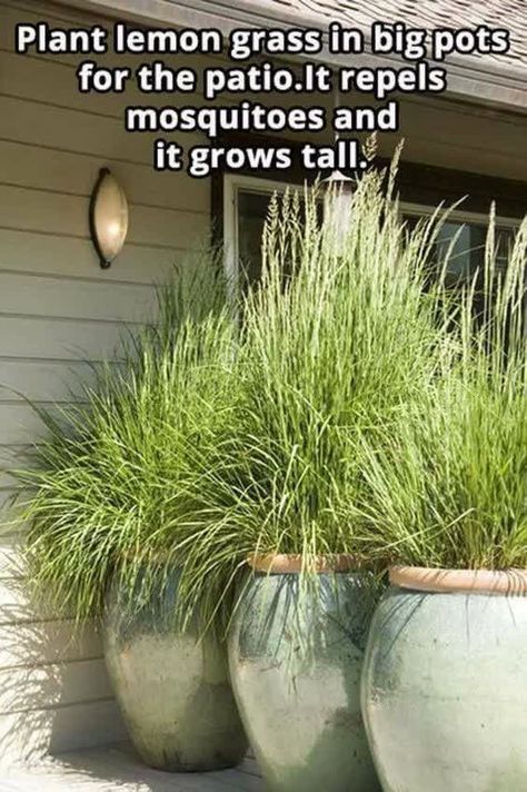 Plants In Pots, Apartment Balcony Garden, نباتات منزلية, Low Maintenance Garden, The Secret Garden, Garden Yard Ideas, Backyard Garden Design, Budget Backyard, Lawn And Garden