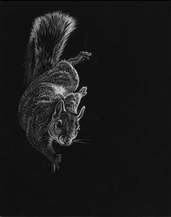 Scratchboard Animals, Black Canvas Art, Squirrel Art, Scratchboard Art, Black Paper Drawing, Artist Watercolor, Silhouette Painting, Scratch Art, Art Drawings Sketches Pencil