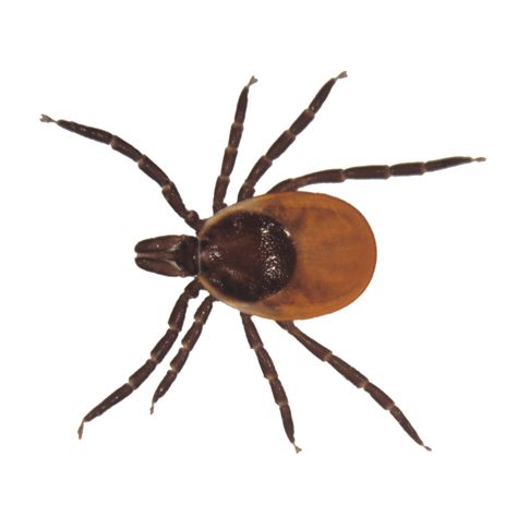 Creepy Animals, Deer Ticks, Tick Removal, Earwigs, Standard Poodles, Insect Control, Arthropods, Beneficial Insects, Standard Poodle