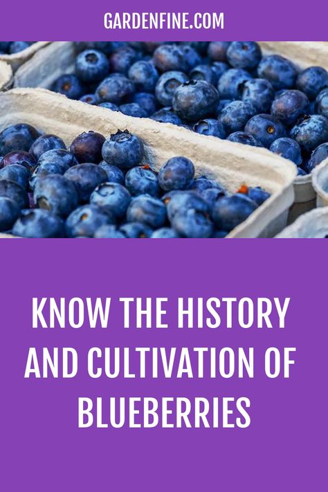 Originating in North America, blueberries (Vaccinium) are still widely used in various dishes such as pancakes, muesli, and granola, among others. Harvesting Blueberry Varieties, Highbush Blueberry, Growing Blueberries, Blueberry Plant, Blueberry Bushes, Blue Fruits, Wild Harvest, Wild Blueberries, Harvest Season