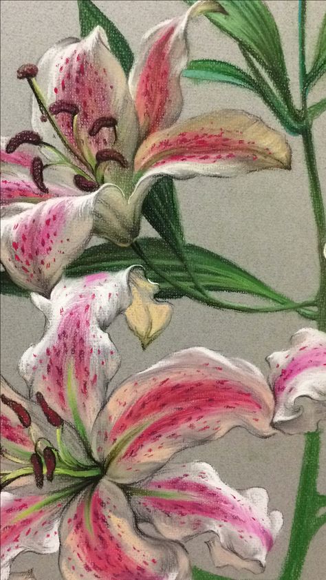 Lilies Drawing, Piskel Art, Lily Painting, Pretty Drawings, A Level Art, Painting Art Projects, Pastel Art, Art Portfolio, Funky Art