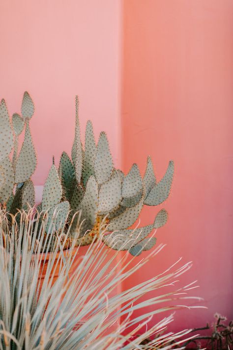 Pink Palm Springs, Palm Springs Aesthetic, Desert Aesthetic, Pink Desert, Wedding Party Ideas, Desert Vibes, Palm Springs Wedding, Cactus Plant, Leaf Background