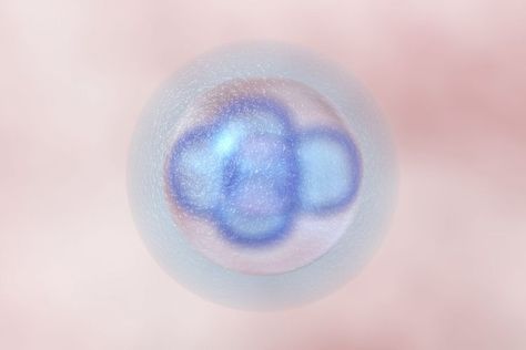 What Is a Blighted Ovum? Blighted Ovum, Lower Abdominal Pain, Chromosomal Abnormalities, Pregnancy Hormones, Menstrual Period, Pregnancy Loss, First Trimester, Pregnancy Symptoms, Trying To Conceive