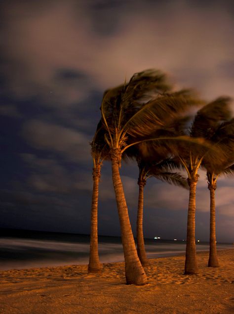 Ft. Lauderdale Beach at dusk. Florida Night, Weather Photography, Florida Palm Trees, Blowin' In The Wind, Fort Lauderdale Beach, Blowing In The Wind, Beach At Night, Beach Night, Fort Lauderdale Florida