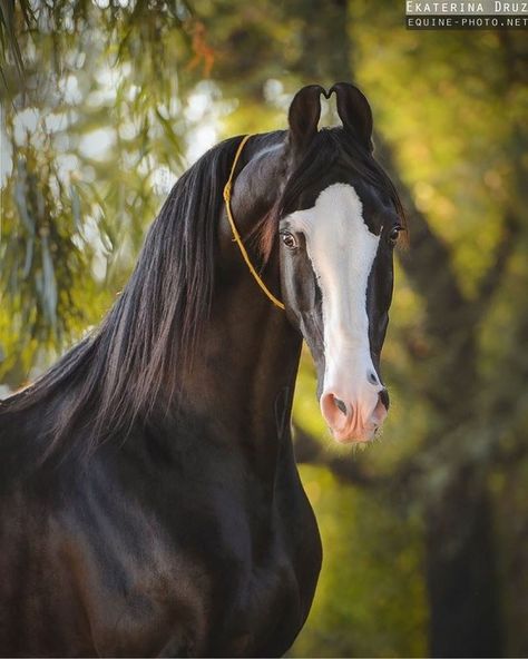 The beauty and charm of Marwari horses are so special 😍 Their curly ears, wise eyes and splendid body make this Indian breed one of my… Marwari Horses, Indian Horses, All The Pretty Horses, Horse Crazy, Horse Equestrian, Horse Photos, Ideas Pictures, Pretty Horses, Horse Photography