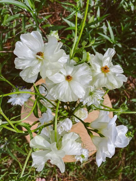 Stunning Butterfly Ranunculus Arrangement Butterfly Ranunculus Arrangement, White Butterfly Ranunculus, Ranunculus Butterfly, Ranunculus Arrangement, Butterfly Ranunculus, Ranunculus Bouquet, White Cosmo, Wedding Moodboard, Floral Inspiration