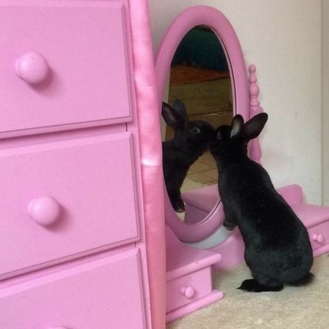 Black Bunny, Black Rabbit, A Mirror, Cute Creatures, 귀여운 동물, Pink Aesthetic, Animal Crossing, No. 2, A Black