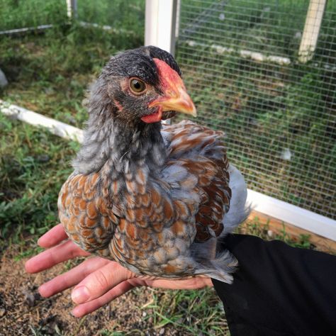 Sexing baby chicks - pullet or cockerel? View this handy guide to help discover if you've got a hen or a rooster. This little guy is a blue laced red wyandotte roo. Blue Laced Wyandotte, Wyandotte Hen, Blue Laced Red Wyandotte, Light Brahma, Wyandotte Chicken, Backyard Flocks, Chicken Garden, Chicken Lady, Raising Chickens