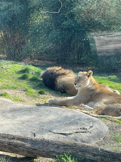 Enjoying the Cincinnati Zoo with one of my besties. Cincinnati Zoo, Special Person, Cincinnati, Baby Animals, Animals, On Instagram, Instagram