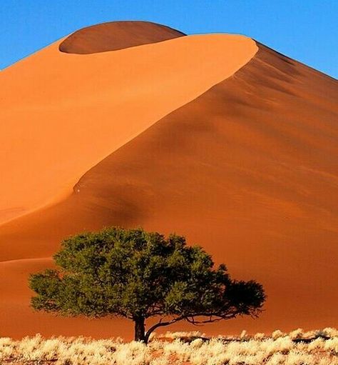 Zambia Namib Desert, Lone Tree, Desert Landscape, Alam Yang Indah, Africa Travel, Sand Dunes, Places Around The World, Zambia, Amazing Nature