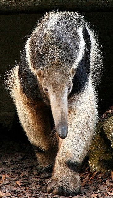 Giant Anteater (Myrmecophaga tridactyla) - by Réjôme Wild Birds Photography, Giant Anteater, Photo Animaliere, Unusual Animals, Weird Animals, Animals Of The World, Animal Planet, Wild Birds, Nature Animals