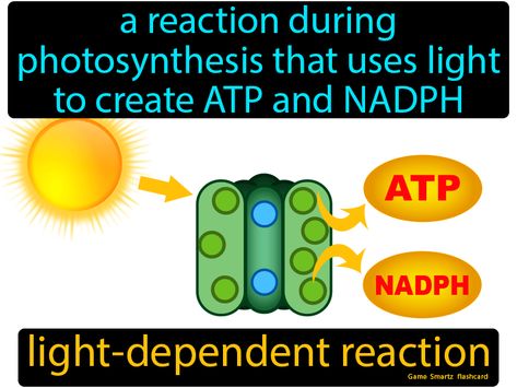 Light Dependent Reaction definition: A reaction during photosynthesis that uses light to create ATP and NADPH. Light Dependent Reaction, Photosynthesis Lab, Plant Biology, Electron Transport Chain, Krebs Cycle, Cellular Respiration, Keystone Species, 9th Grade, Science Ideas